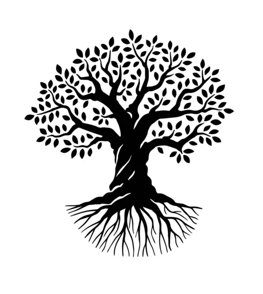 Olivo Roble Con Raíces Ilustración Vectorial Blanco Negro Poderoso Árbol — Vector de stock