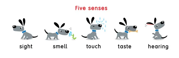 Pięć Zmysłów Dotyk Smak Słuch Wzrok Węch Ilustracja Wektora Dziecięcego — Wektor stockowy
