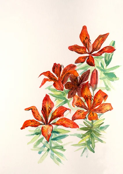 Tiger lily — Zdjęcie stockowe