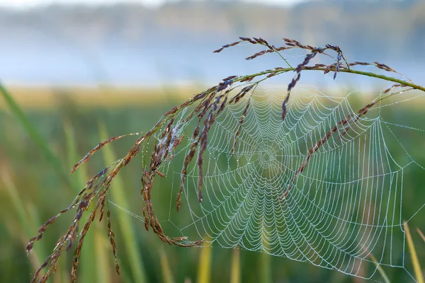 Web on grass. Spider on a web. Dew on a web. — Stock Image Web on grass. Spider on a web. Dew on a web. Royalty Free Stock Photos