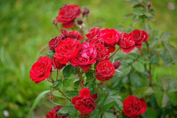 Web op rozen. rode rozen op een bush in een tuin. — Stockfoto