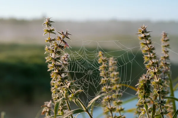 Web on grass. Spider on a web. Dew on a web. Solar morning. — Stock Image Web on grass. Spider on a web. Dew on a web. Solar morning. Royalty Free Stock Photos