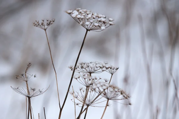 積雪下の乾いた草 — ストック写真