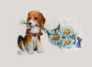 Beagle çiçekli.