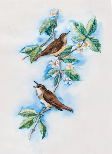 Nightingales on a branch with flowers. — Stock Photo, Image