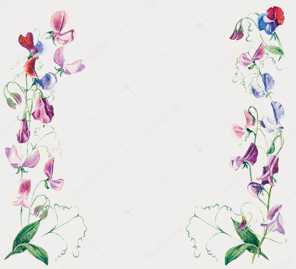 Disegni di nozze pittura di colore dell acqua cartoline di auguri sfondo di piselli dolci posizione ad acquerello sfondo fiore posto per il vostro