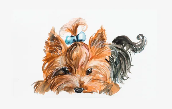 köpek bir kukuleta ile. Yorkshire terrier. Mavi yay ve saç elbise.
