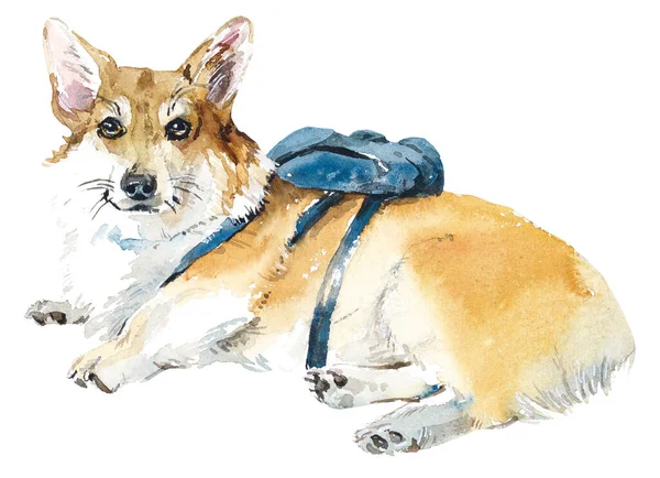 Corgi Viajante Ilustração Desenhada Mão Aquarela — Fotografia de Stock