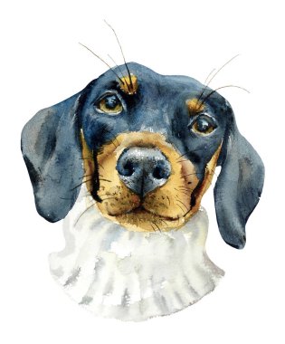 Dachshund köpeği. Küçük bir köpek portresi. Suluboya el çizimi çizimi