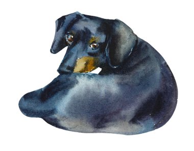 Dachshund köpeği. Küçük bir köpek portresi. Suluboya el çizimi çizimi