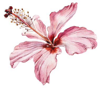 Haiti. Pembe tropik çiçek. Suluboya el çizimi çizimi.