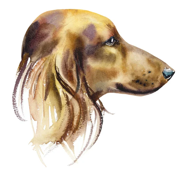 ダックスフンド犬 肖像画小型犬 水彩手描きイラスト — ストック写真