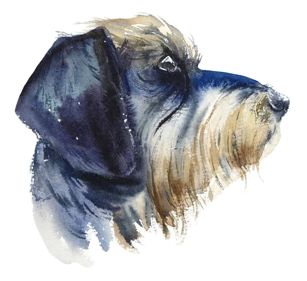 Dachshund Hond Portret Van Een Kleine Hond Aquarel Hand Getekend — Stockfoto