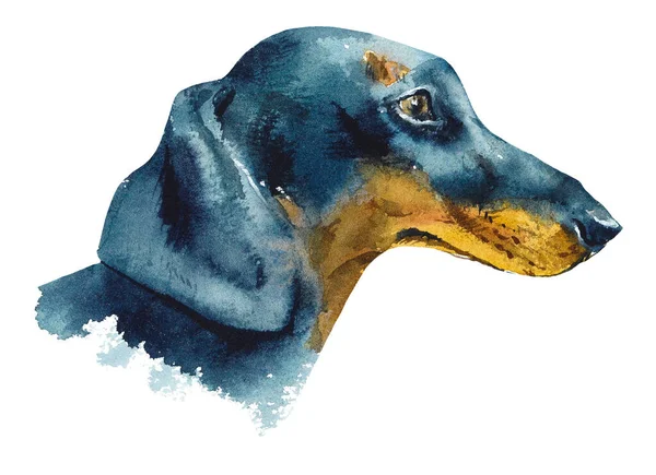 Tax Hund Porträtt Liten Hund Akvarell Handritad Illustration — Stockfoto