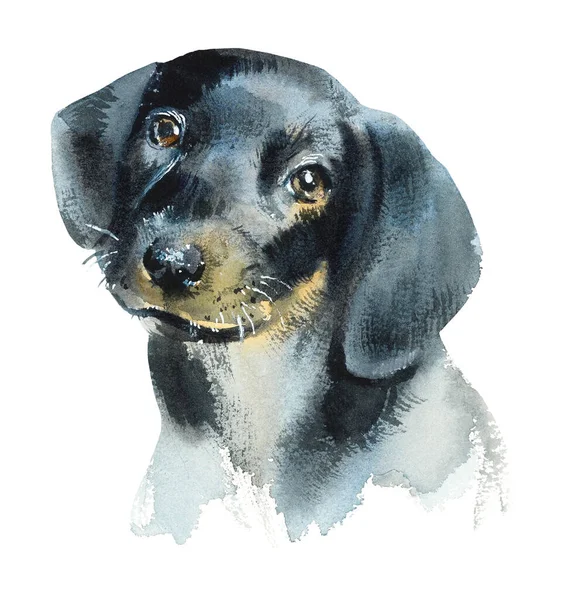 Dachsundhund Portrett Liten Hund Håndtegnet Illustrasjon Med Vannfarger – stockfoto