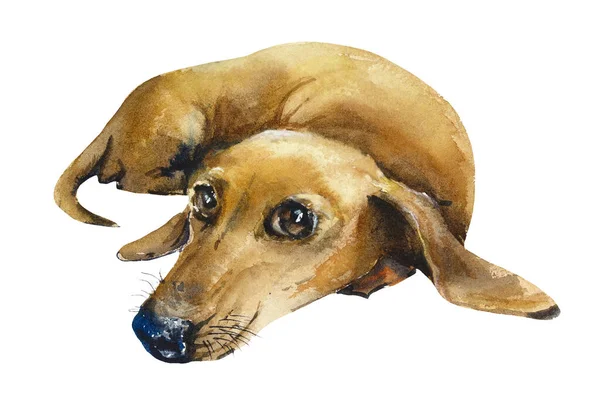 Dachshund Hond Portret Van Een Kleine Hond Aquarel Hand Getekend — Stockfoto