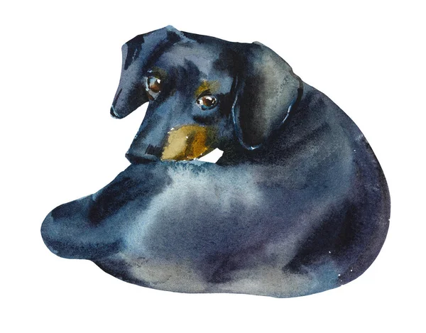 ダックスフンド犬 肖像画小型犬 水彩手描きイラスト — ストック写真