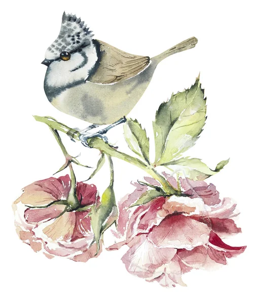Ptak Gałęzi Różowe Róże Wzór Ptakiem Akwarela Ręcznie Rysowane Ilustracja — Zdjęcie stockowe