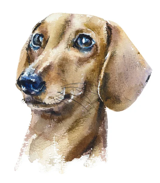 Dachshund Dog Portrait Small Dog Watercolor Hand Drawn Illustration — Stock Photo, Image