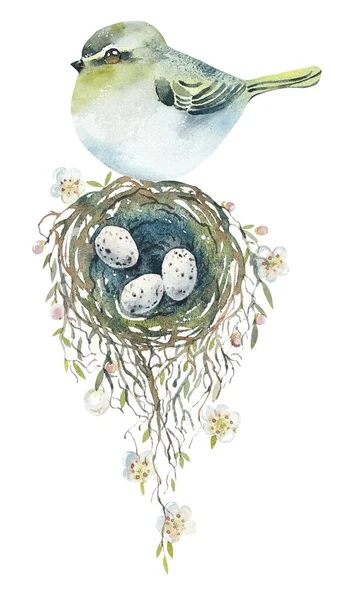 Yuvadaki Kuş Kuş Yumurtalı Desen Suluboya Çizimi Çizimi — Stok fotoğraf
