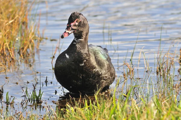 Black duck — Stockfoto