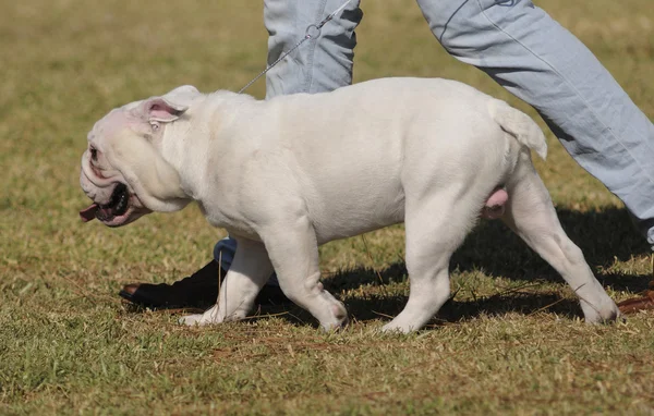 Bulldog. — Foto de Stock