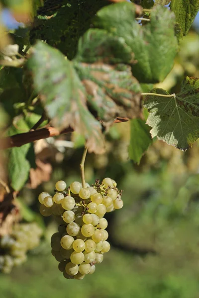 Albarino szőlő- és szőlő — Stock Fotó