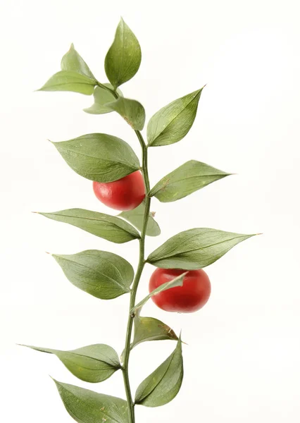 Ruscus. — Foto de Stock