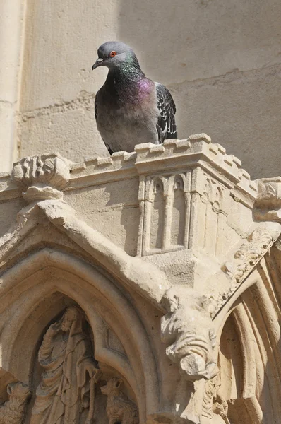 Pigeon resting on a detail Gothic Cathedral — Stock Photo, Image