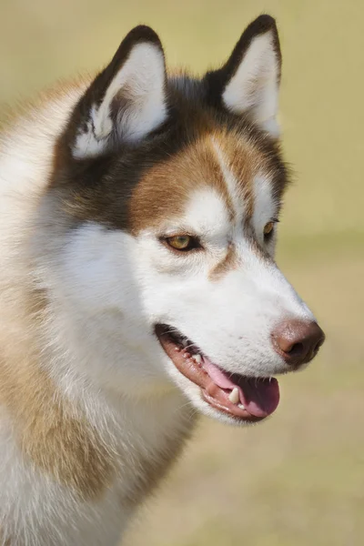 Alaska Malamute dog — Stock Photo, Image
