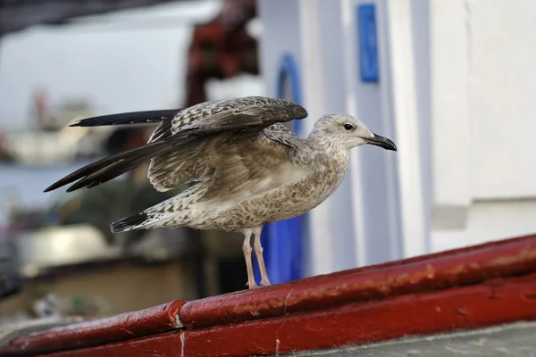 Seagull — Stock Photo, Image