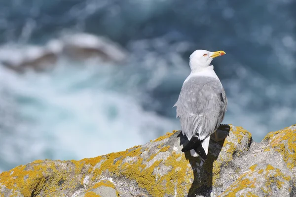 Seagull on rock — Stock Photo, Image