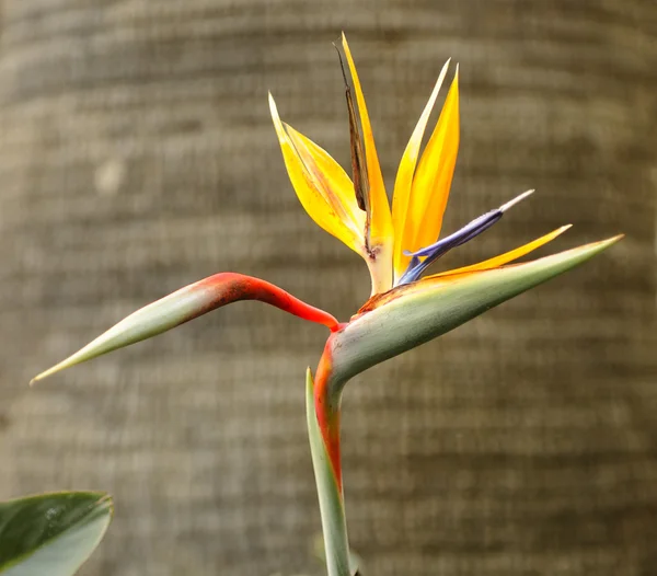 Bird of paradise — Stock Photo, Image