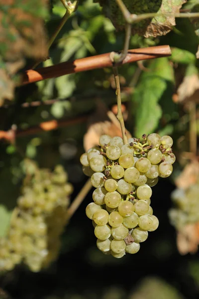 Albarino winogron i winorośli — Stockfoto