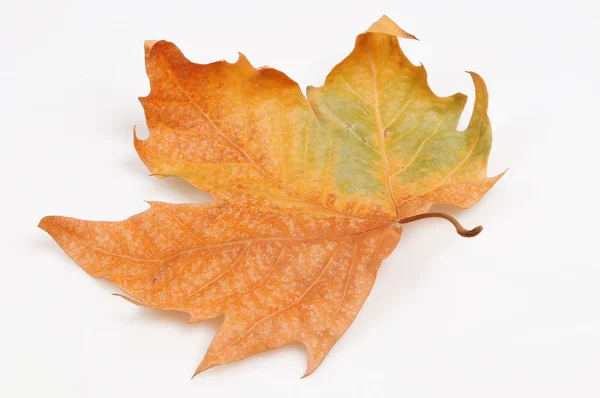 ใบไม้ร่วง — ภาพถ่ายสต็อก