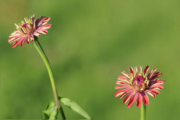 Genus Zinnia — Stock Photo, Image