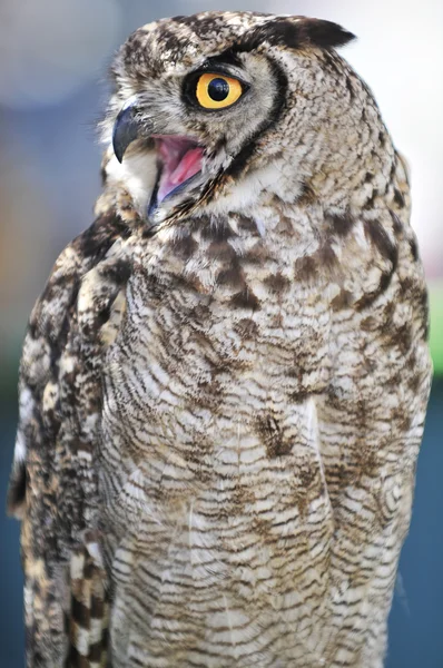 Spanish owl royal
