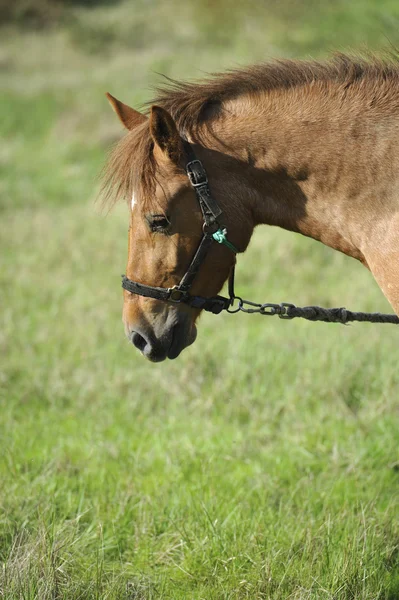 Hoofd van de bruin paard — Stockfoto