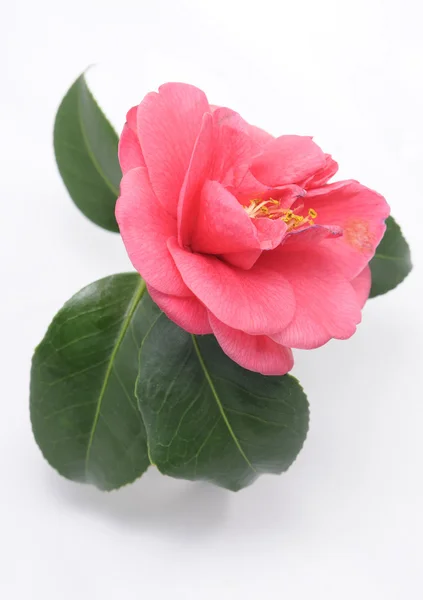 Camélia flor — Fotografia de Stock