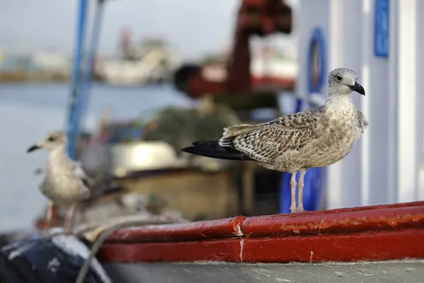 Seagull — Stock Photo, Image