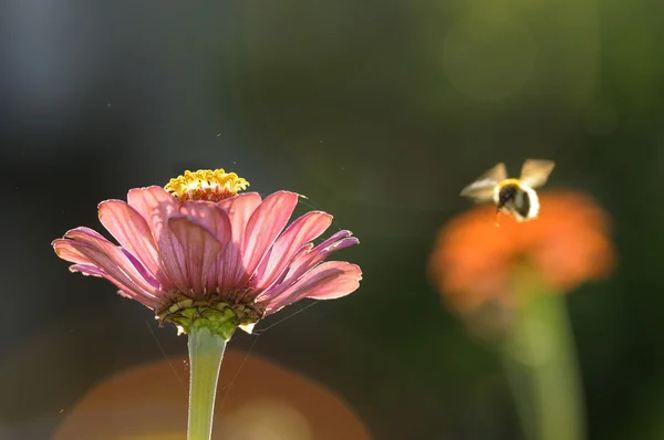 Cins zinnia — Stok fotoğraf