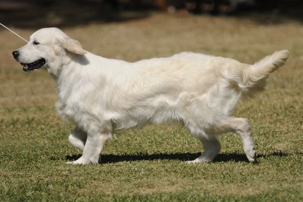 Perro perdiguero de oro — Foto de Stock