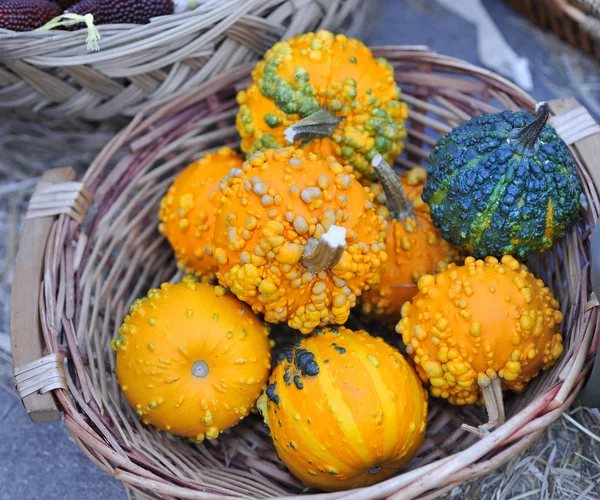 Pumpkins basket — Stock Photo, Image