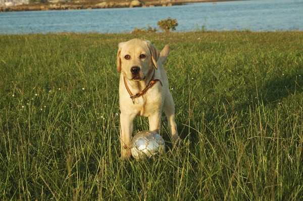 Recupero labrador — Foto Stock