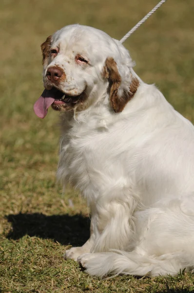 Clumberspaniël hond — Stockfoto