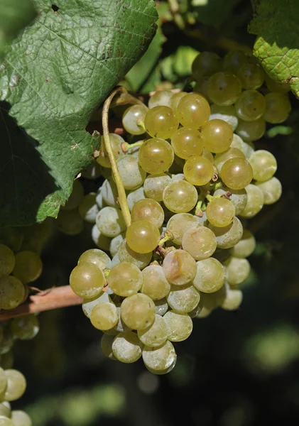 Albarino winogron i winorośli — Stockfoto
