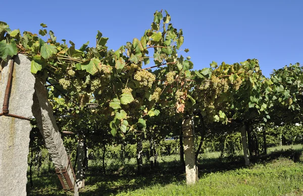 Виноград альбарино і лози — стокове фото