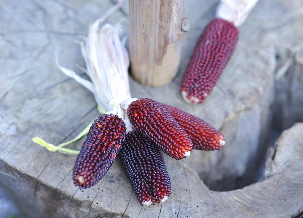 Small red corn cobs — Stock Photo, Image