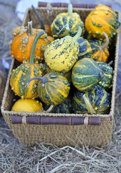Pumpkins basket — Stock Photo, Image