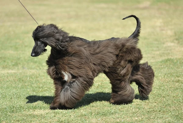 Perro sabueso afgano — Foto de Stock